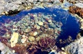 video macro shooting grow on stones keratinized shells green color transparent water the sun is reflected on the water a