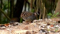 Video of malaysian partridge arborophila campbelli looking for food