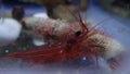 Video of Monaco Red Peppermint Shrimp - Lysmata seticaudata