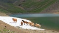 Video of Mountain Spirits Lake in Altai mountains. Herd of horses hides from horseflies on a snowfield