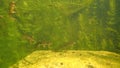 Video of newts displaying courtship routines in a small wildlife garden pond