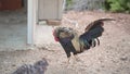 Video about a nice red-crested rooster walking alone in his corral