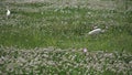 Nol louisiana chalmette bird walks slow