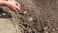 Video 1080p Farmer planting sprouts potatoes in th