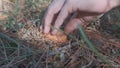 Person collecting an orange niscalo mushroom and cutting the base, on the forest ground in the middle of the mountain with pine