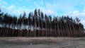 Video, pine forest, spring evening