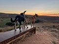 video of portrait of two dogs on a rock watching the field and enjoying the outdoors Royalty Free Stock Photo