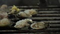 Scallops with shells being cooked on a BBQ grill