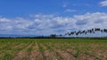 Manjuyod Rice Fields 05 Time Lapse