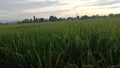 fertile rice plants