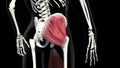 Gluteus muscles animation