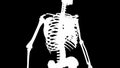 Internal intercostal muscles on skeleton