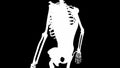 Latissimus dorsi muscles on skeleton