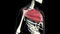 Pectoral muscles animation