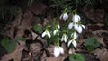 Video slider. Amaryllidoideae, Galanthus Elwes`s snowdrop, greater snowdrop in the wild on the slopes of the Tiligul estuary,