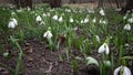 Video slider. Amaryllidoideae, Galanthus Elwes`s snowdrop, greater snowdrop in the wild on the slopes of the Tiligul estuary,