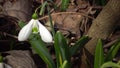 Video slider. Amaryllidoideae, Galanthus Elwes`s snowdrop, greater snowdrop in the wild on the slopes of the Tiligul estuary,