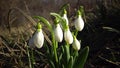 Video slider. Amaryllidoideae, Galanthus Elwes`s snowdrop, greater snowdrop in the wild on the slopes of the Tiligul estuary,