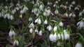 Video slider. Amaryllidoideae, Galanthus Elwes`s snowdrop, greater snowdrop in the wild on the slopes of the Tiligul estuary,