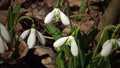 Video slider. Amaryllidoideae, Galanthus Elwes`s snowdrop, greater snowdrop in the wild on the slopes of the Tiligul estuary,