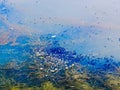 Video of small tadpoles in the lake of Xi`an Heming Lake Wetland Park Royalty Free Stock Photo