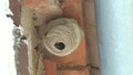 Video of a solitary hornet building its nest from wood scrapings mixed with saliva.