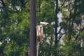 Video surveillance camera against background of park greenery