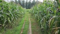Footage Zea mays, a path surrounded by fresh corn garden in the village