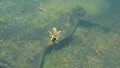 Video of wasp being attacked by a backswimmer after falling into a garden pond.