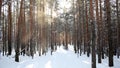 Winter forest and falling snow from trees in the sun