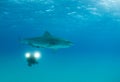 Videographer with Tiger Shark