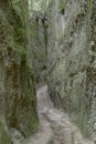 Vie Cave bending trail under forest, Pitigliano, Italy Royalty Free Stock Photo