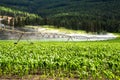 Pivot Irrigation System Watering a Corn Field in the Cluntryside of British Columbia on a Sunny Summer Day Royalty Free Stock Photo