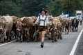 Cattle drovers driving down the cattle from the mountain pastures to the village where the cattle is being split between the owner Royalty Free Stock Photo