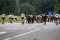 Cattle drovers driving down the cattle from the mountain pastures to the village where the cattle is being split between the owner Royalty Free Stock Photo