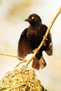 The Vieillot`s black weaver Ploceus nigerrimus attracting female at the nest