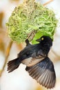 The Vieillot`s black weaver Ploceus nigerrimus sits at the nest. A large black weaver with a yellow eye begins to weave a nest