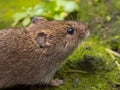 Vield vole (Microtus agrestis) Royalty Free Stock Photo