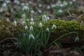 viele schneegloeckchen auf einem platz Royalty Free Stock Photo