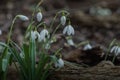 viele verschiedene schneegloeckchen im wald