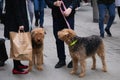 The owners of two airedale terriers met on the street