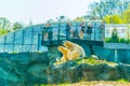 VIENNA, AUSTRIA, APRIL 3, 2017: A pair of polar bears is resting on a rock in the schonbrunn tiergarten in Vienna