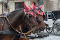 Vienna, Austria - 15 April 2012: Two brown horses in red ear bonnet in traditional carriage harness. Horse-drawn carriage Royalty Free Stock Photo