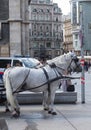 Horses and carriages in Vienna Royalty Free Stock Photo