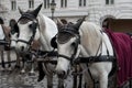 Vienna. Austria. Horses with carriages and carts waiting for tourists in the old city streets Royalty Free Stock Photo