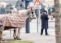 Traditional Coachman and two white decorated horses, called Fiaker, waiting for tourists at