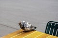 Fragile wings a sick bird seeking rest on the table