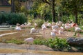 Schonbrunn Zoo. Flamingo