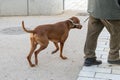 pedestrians and dogs in a park in Vienna, hungarian dog breed, hunting dog