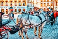 VIENNA, AUSTRIA- SEPTEMBER 10, 2015: Carriage horses walking in the streets of one of the most beautiful European cities - Vienna. Royalty Free Stock Photo